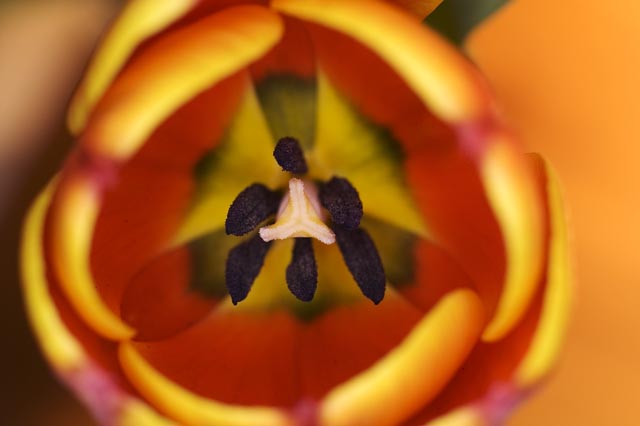tulpe
